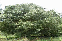 Mallotus philippensis